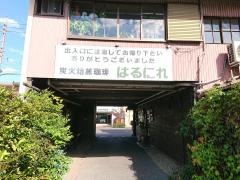 はるにれ