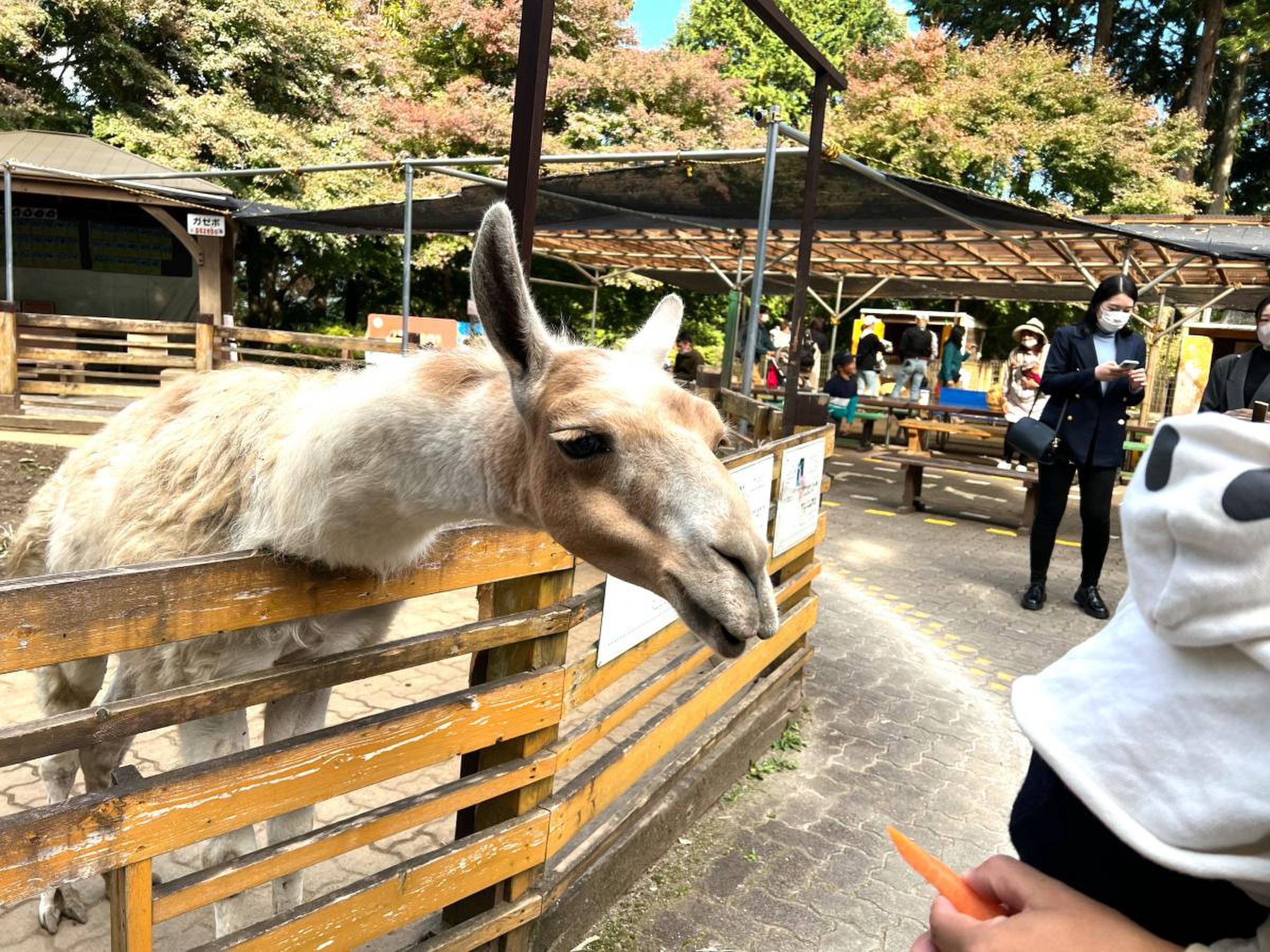 宝 登山 小動物 公園