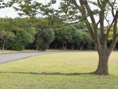 和田山緑地