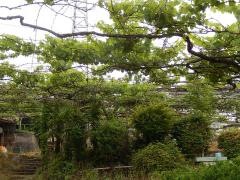 金手園