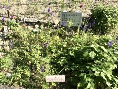 船附街園
