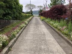 泰野小学校