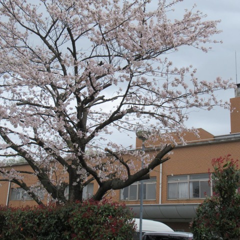 オリーブ