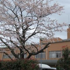 オリーブ