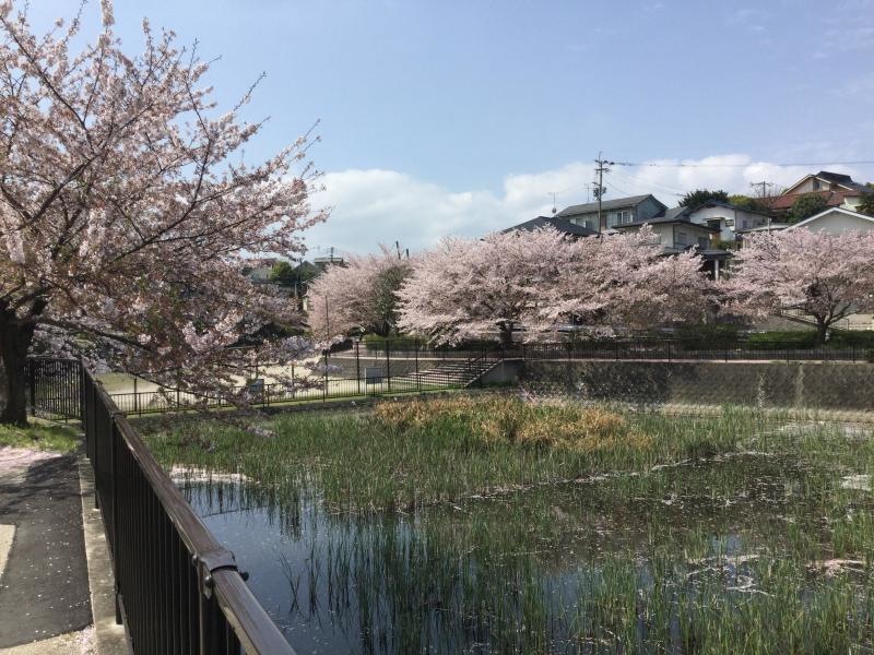 池のある公園
