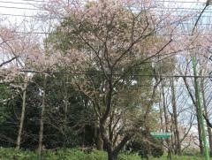 清久町三号緑地