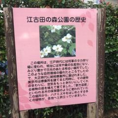 江古田の森公園