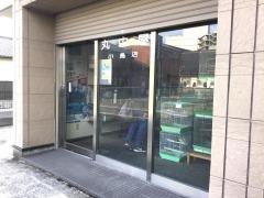 丸中屋小鳥店