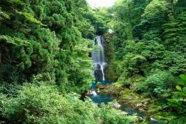 奈曽の白滝