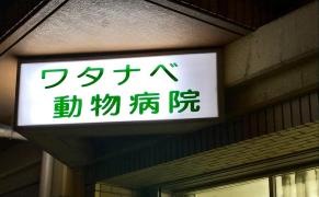 ワタナベ動物病院