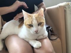 猫まるカフェｏｋｉｎａｗａ