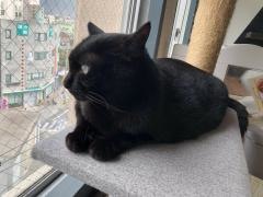 猫まるカフェｏｋｉｎａｗａ