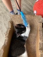 猫まるカフェｏｋｉｎａｗａ
