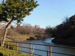 千鳥ヶ淵