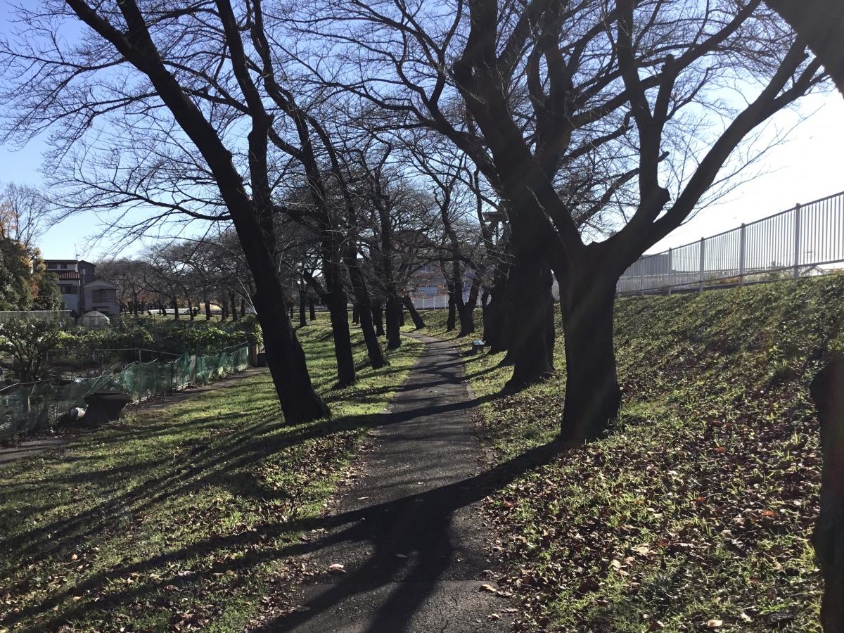 鴨川堤桜通り公園　冬