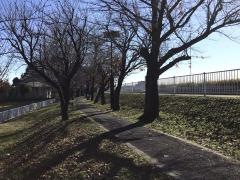 鴨川堤桜通り公園
