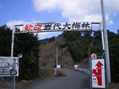 岩代大梅林