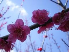 岩代大梅林