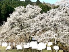 淡墨公園