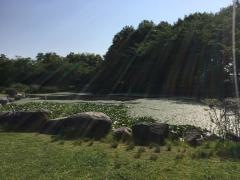見沼氷川公園