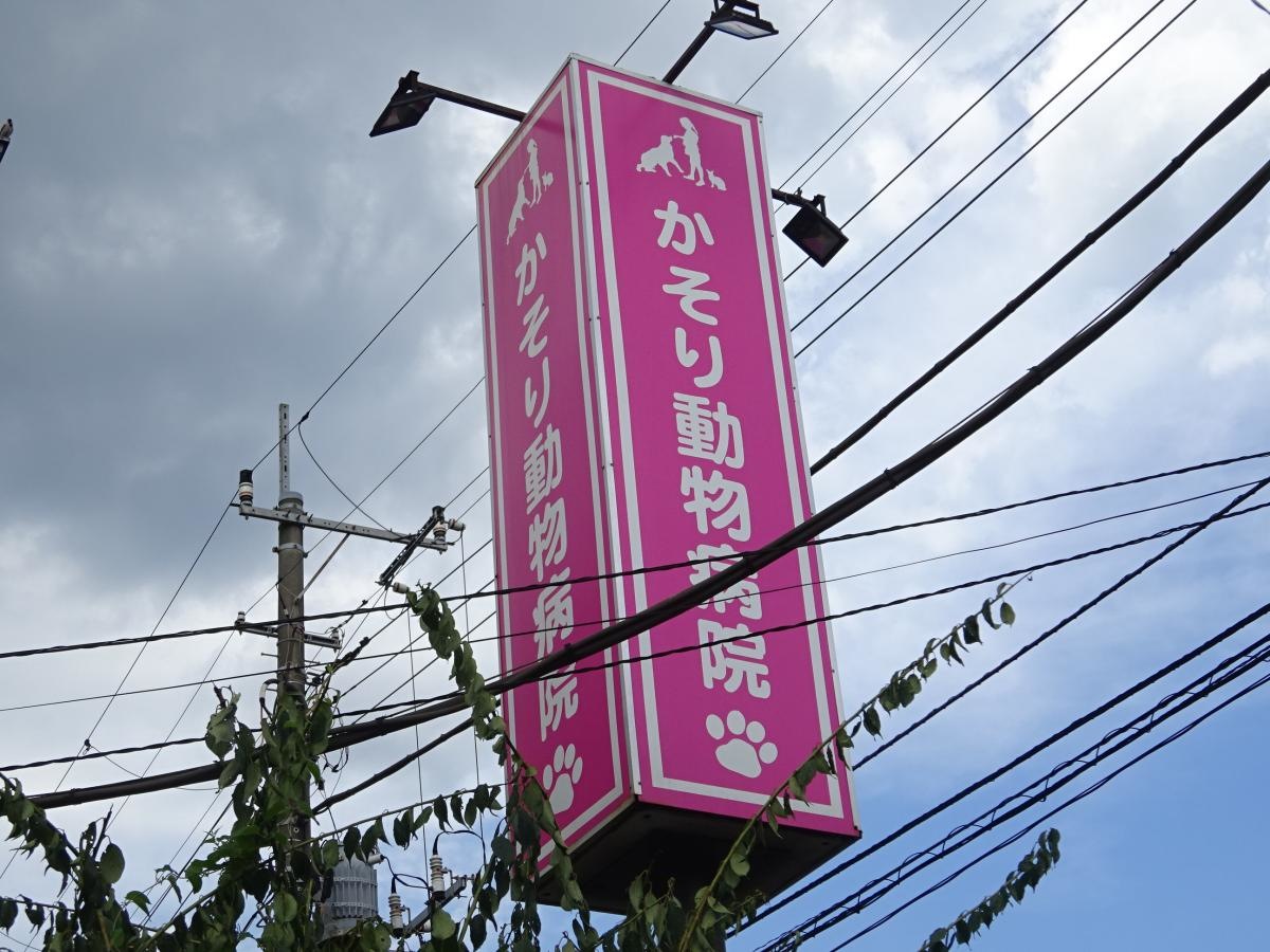 かそり動物病院です。