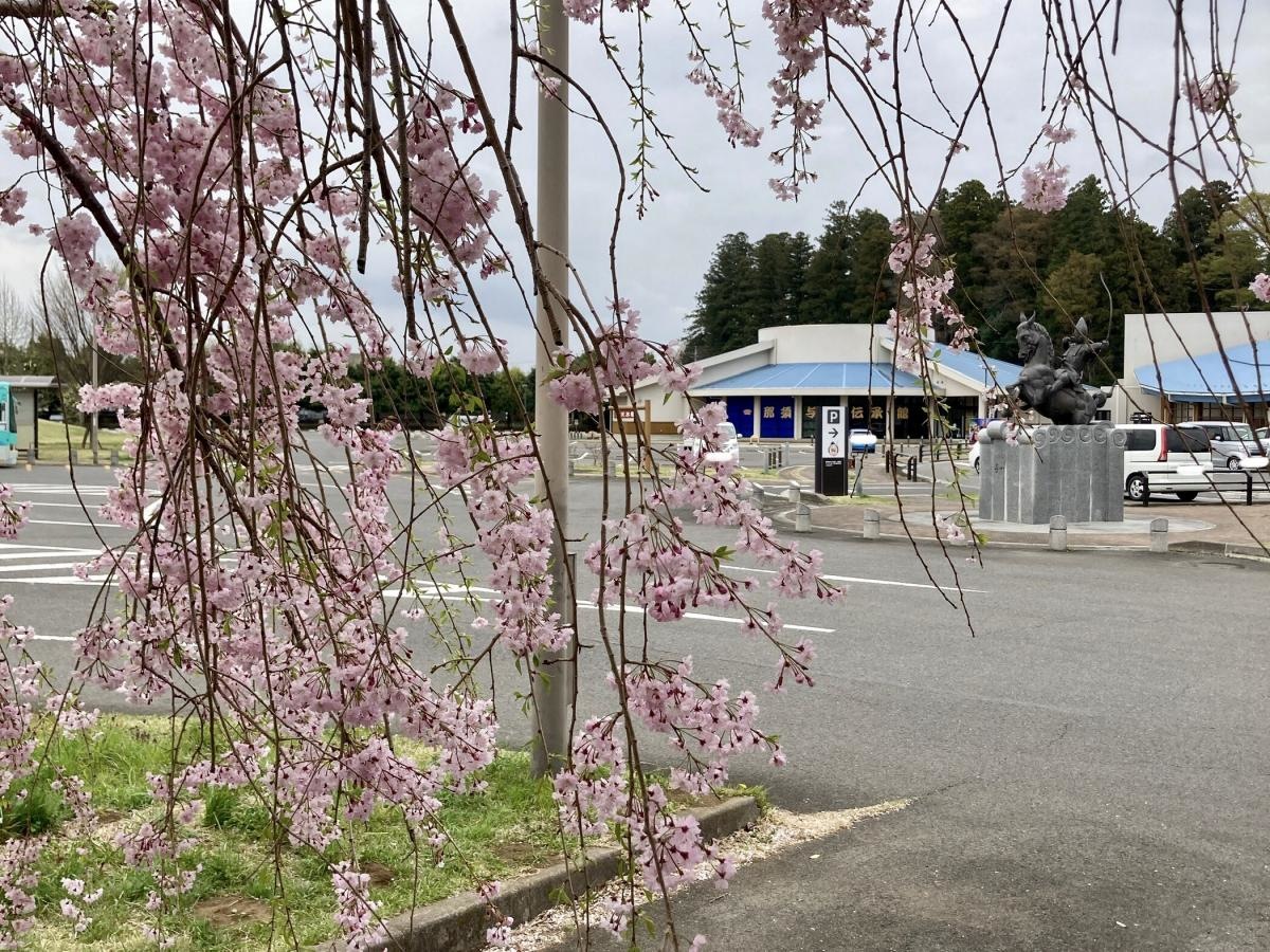 桜と大田原市那須与一伝承館