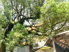 二葉園保育所