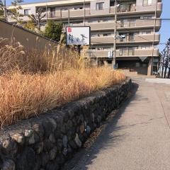 梅の花　大分店