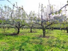 篠崎梨園