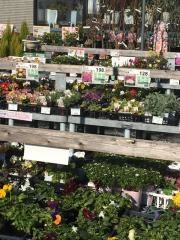 コメリハード＆グリーン　打田店