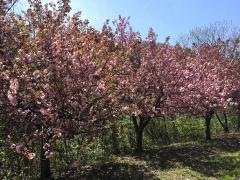 くりから古戦場本陣跡