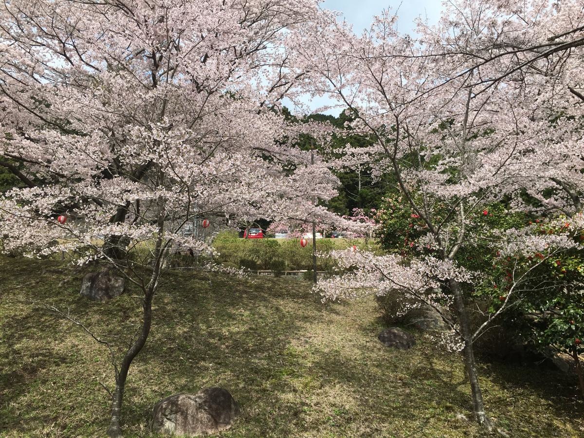桜が