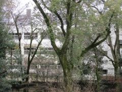 広島市立幟町中学校
