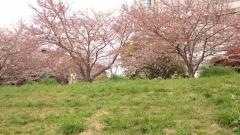 多摩川ガス橋緑地