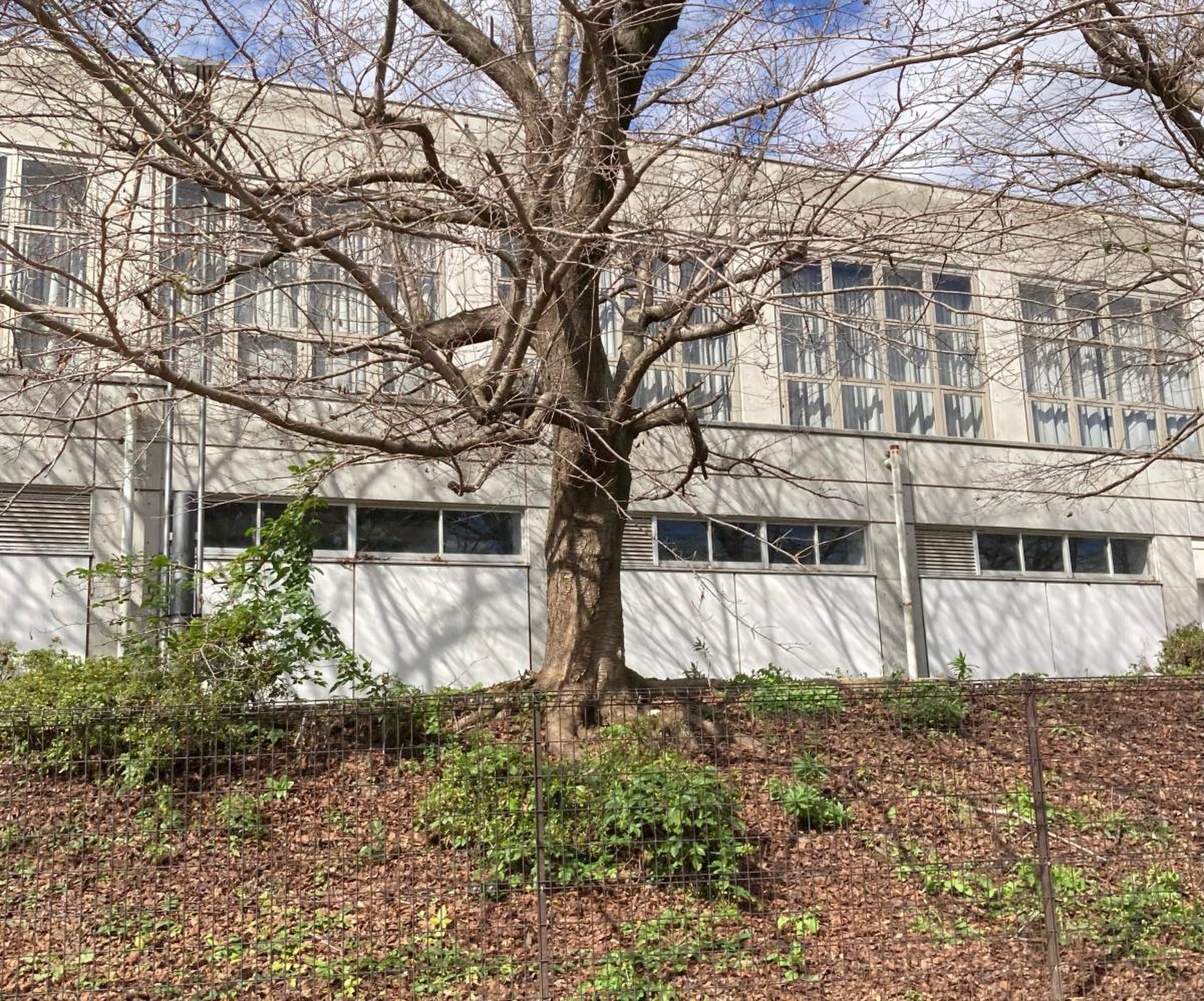 下妻 市立 千代川 中学校