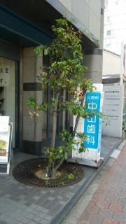 公園前中山歯科