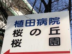 桜の丘