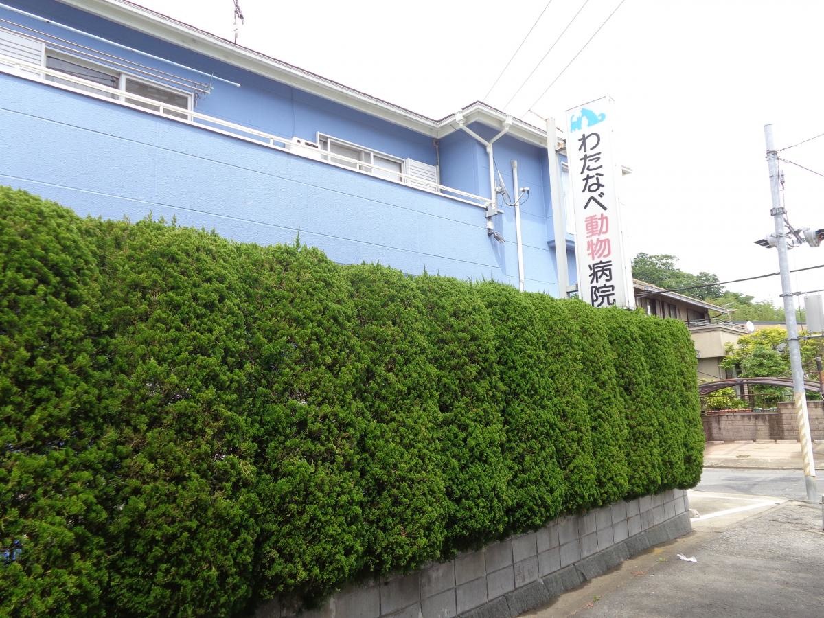 わたなべ動物病院