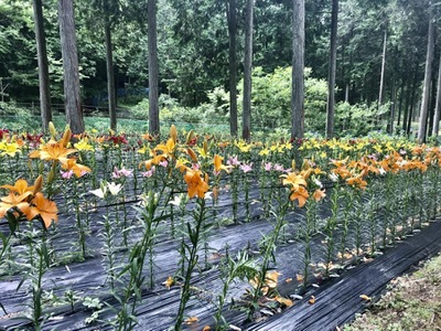 旅探 たびたん 谷汲ゆり園 揖斐郡揖斐川町谷汲大洞