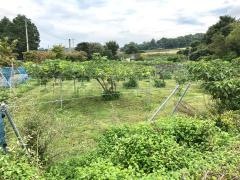 エコファームよこみぞ園