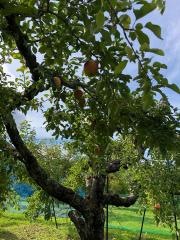 山上観光りんご園
