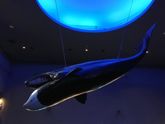 鳥羽水族館の投稿口コミ：三重県の水族館／ホームメイト