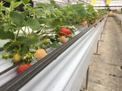 旅探 たびたん 山田養蜂場みつばち農園 苫田郡鏡野町塚谷