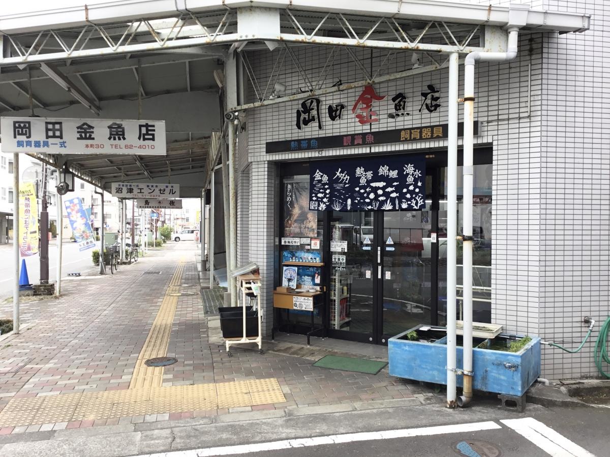 沼津市の「岡田金魚店」です。