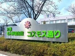 コスモス通り
