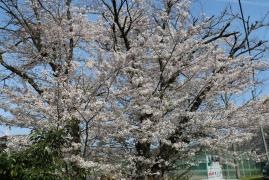 樽上公園
