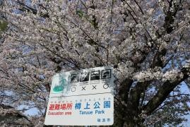 樽上公園