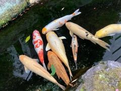 正念寺