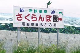 あざみサクランボ園（昭和農園）