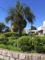 西稲永街園